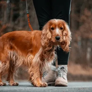 Dog Walking and Pet Sitting Services