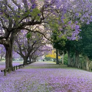 Space For Grace Garden